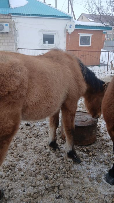 Еркек жабактар сатылады