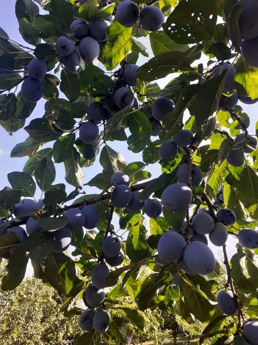 Vand prune gustoase