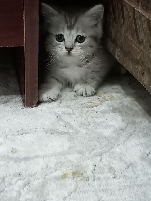 Zotdor Mushukcha , кошка