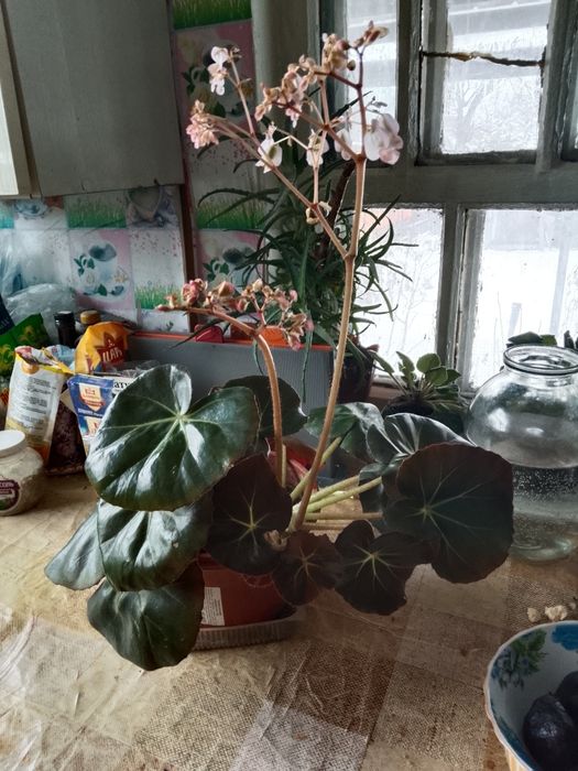 Домашние  растения