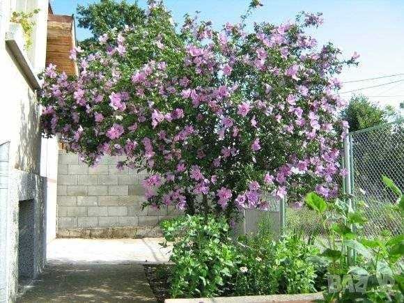 Хибискус Кичест - Дървовидна ружа 
Студоустойчив