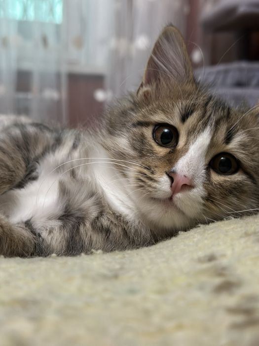 Отдам даром в любящие руки