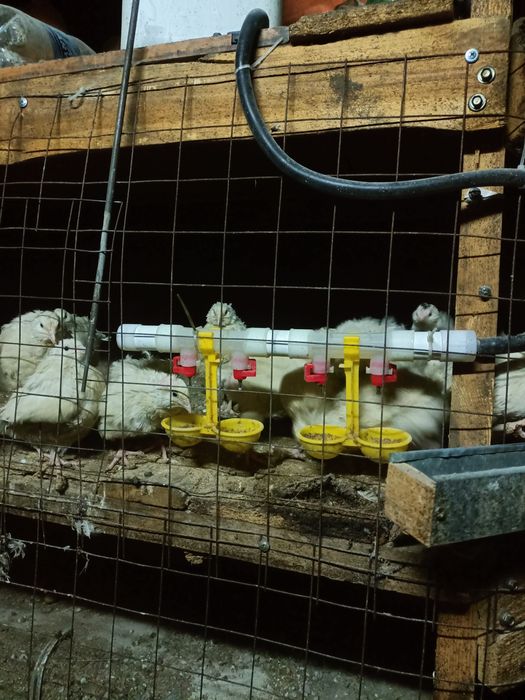 Продам перепёлак