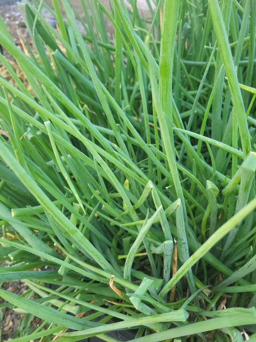 Продаётся дом мечты