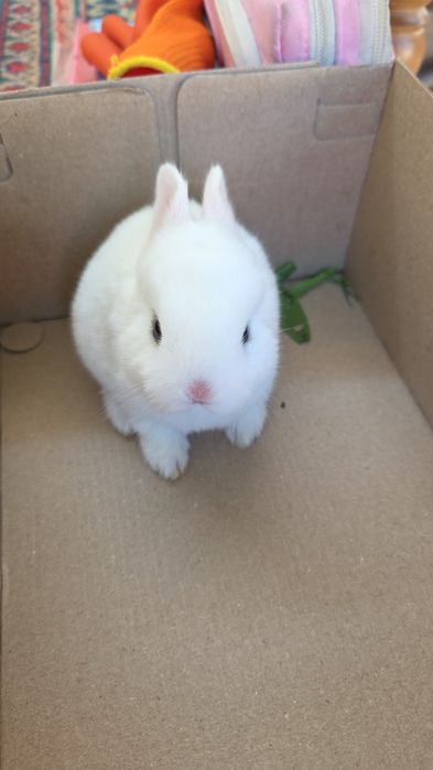 Карликовые кролики