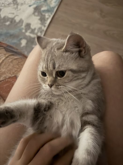 Котенок шотландский