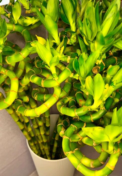 Бамбук лаки спираль