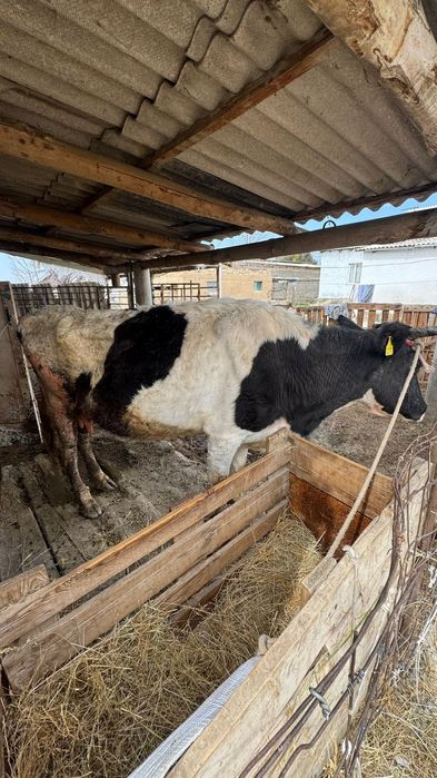 Бұзаулы сиыр сатылады тез арада!!!