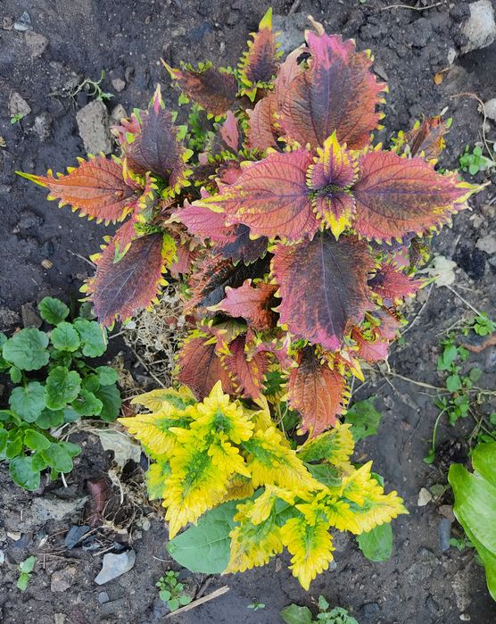 Цветы прекрасные Колеусы