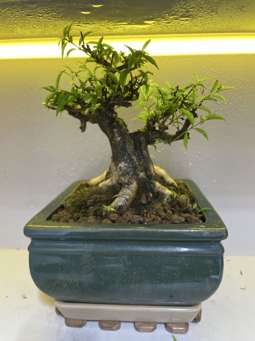 bonsay vetnamdan kegan