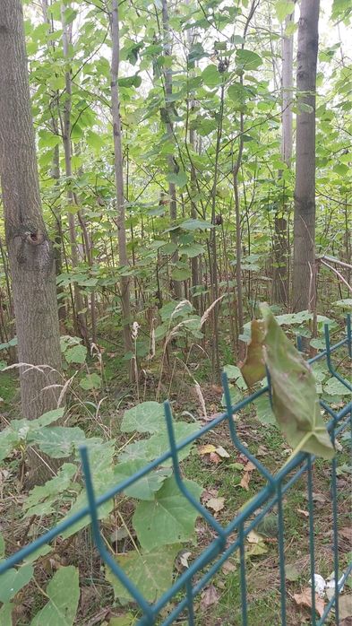 Paulovnia pom Mihailesti