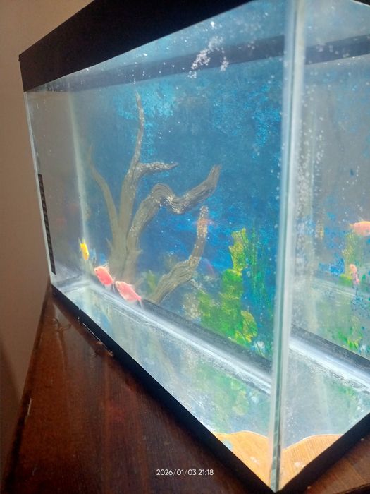 Akvarium baliqlari bilan