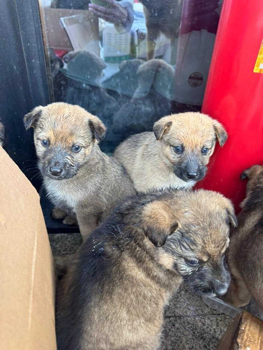 Отдаем щенков в добрые руки.