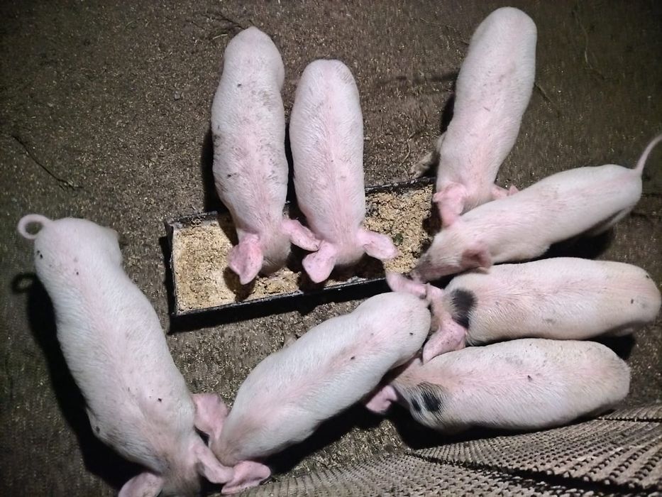 " Продам поросят"