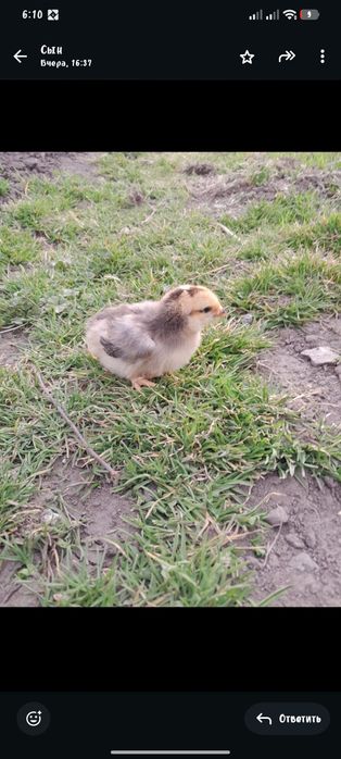 Продам цыплят разного возраста