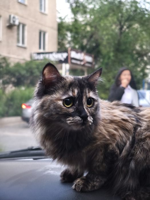 Отдам кошку в добрые руки