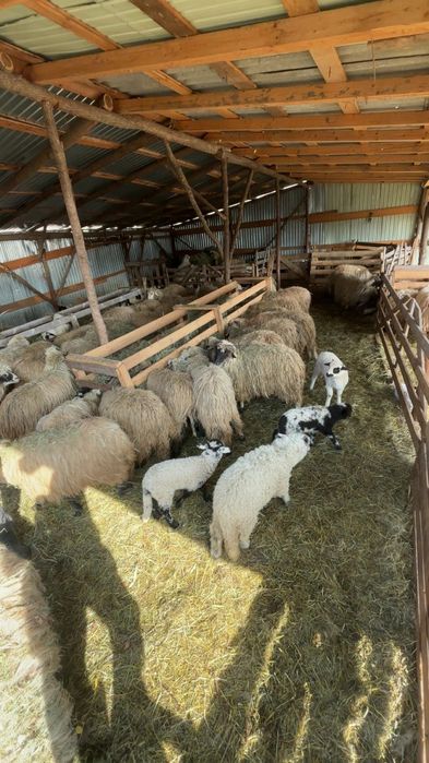Vând 140 de oi,900 de lei bucata
