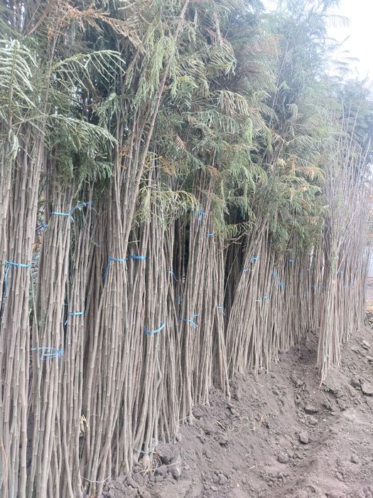 Каталпа Акатсия Yasin Yapon sakurasi Pavlovniya Кайрагоч бор