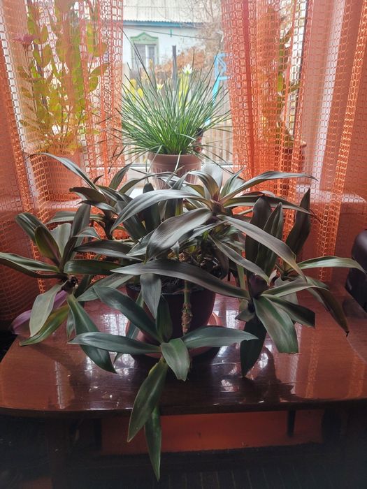 Комнатные цветы,большие