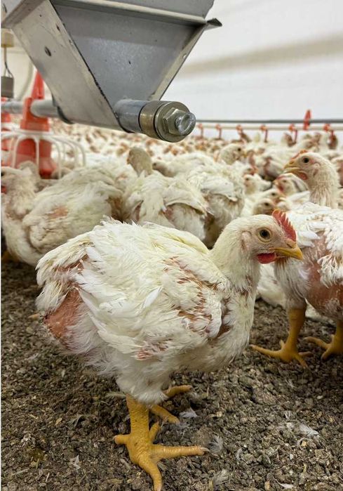 Бройлеры живым весом