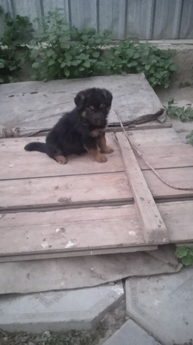 Продам щенков овчарки