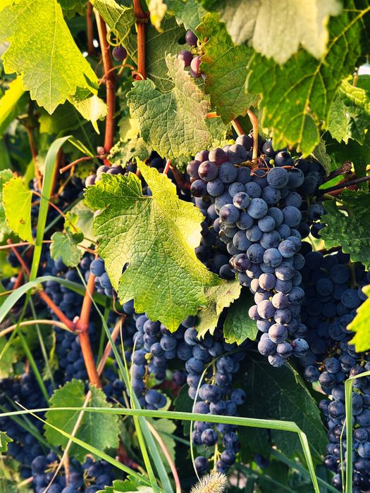 Struguri soi Merlot