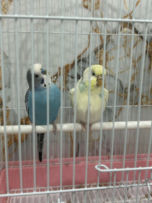 Попугай волнистики продажа