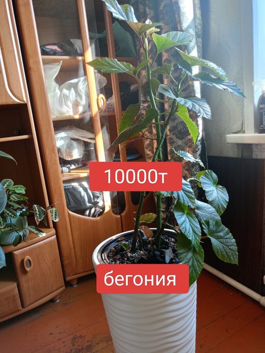 Цветы домашние