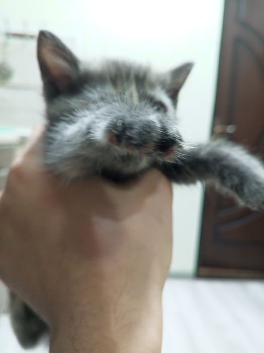 Котёнок в хорошие руки