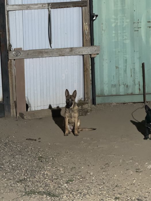 Продам бельгийскую овчарку