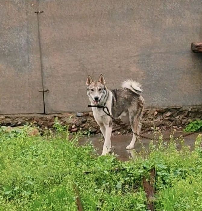 Продам лайку кабель