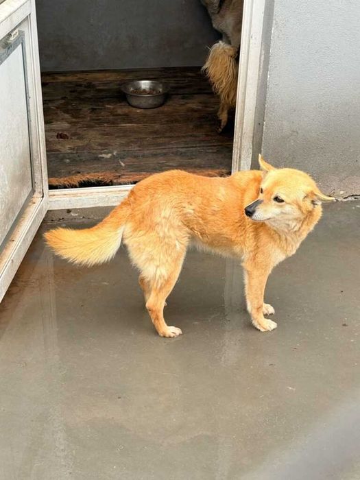 Adopta un caine - un sufletel are nevoie de stapan!