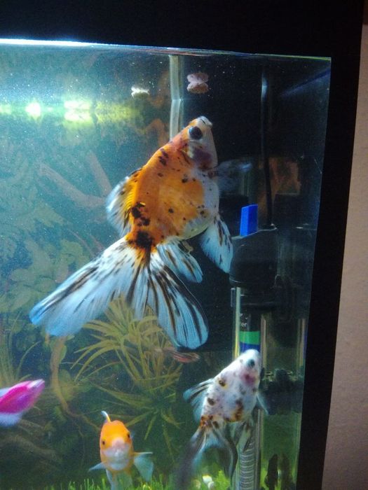 Baliq sotiladi 1 dina