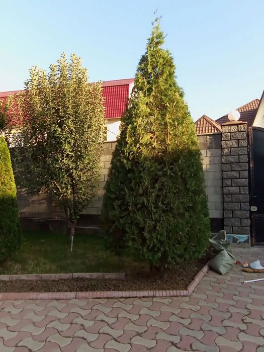 Обработка и обрезка плодовых деревьев