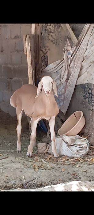 Avgon qo'zi qo'chqor sotiladi Zotga