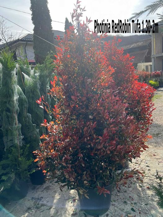 Plante pentru Amenajari Exterioare