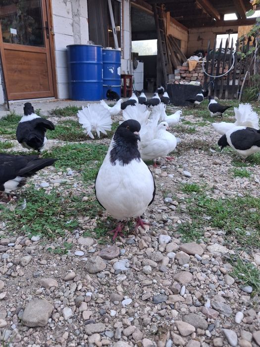 Vand porumbei stroseri negri