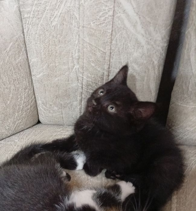 Котяла 1.5 месяца