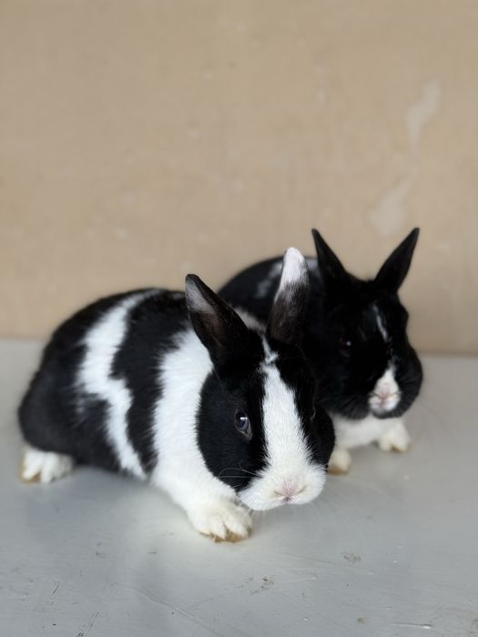 Panda karlik quyonlar sotiladi