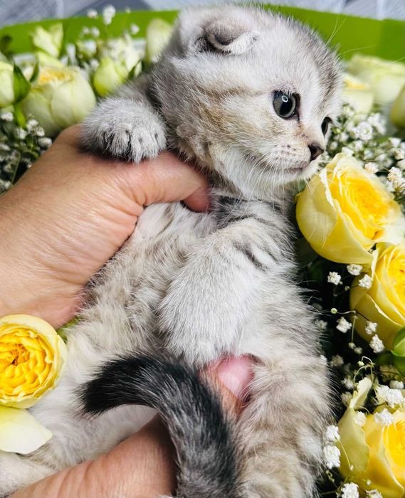шиншилла плюшевые малыши