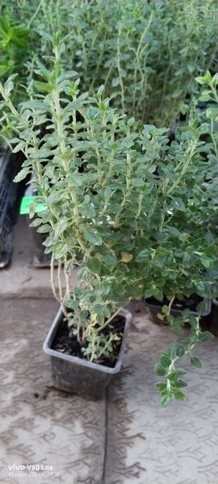 Кустовое растение, бордюрное