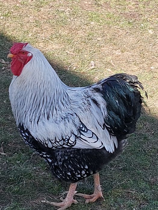 Wiandotte oua gaini in libertate