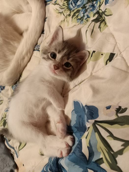 Добрые руки котенек