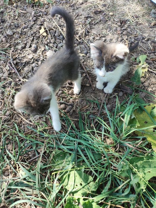 Котята от крысыловки.