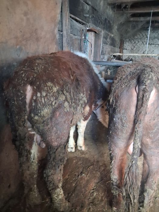 Продаётся 5 голов бычков