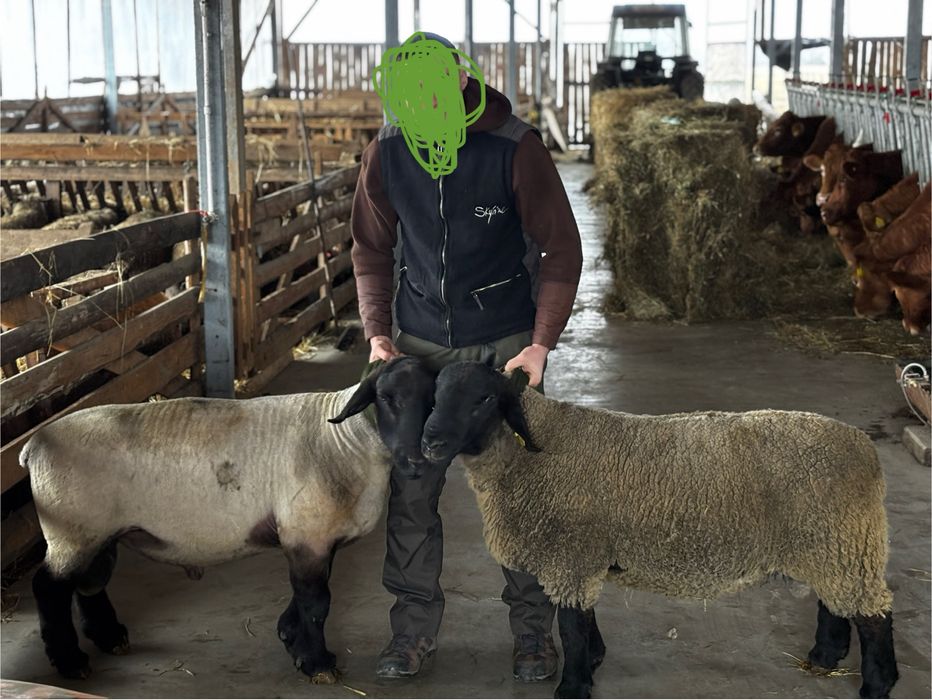Turma de oi Suffolk si Lacaune