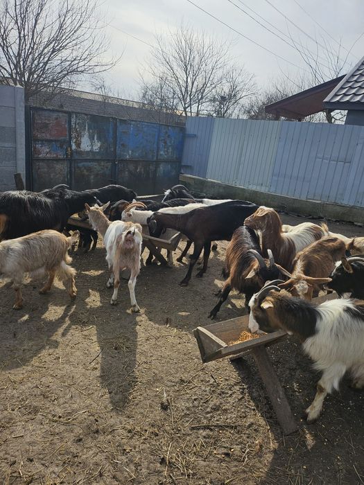 Vand urgent 15 capre cu iezi