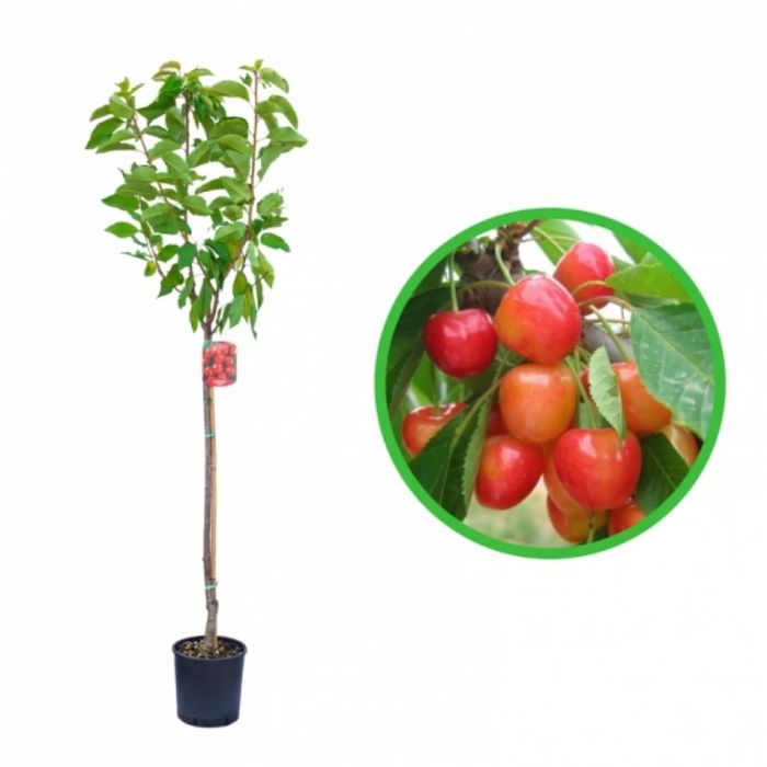 Pomi Fructiferi la Ghiveci (Cireș)