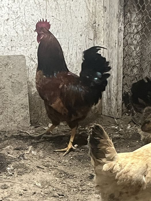 Продается домашний петух