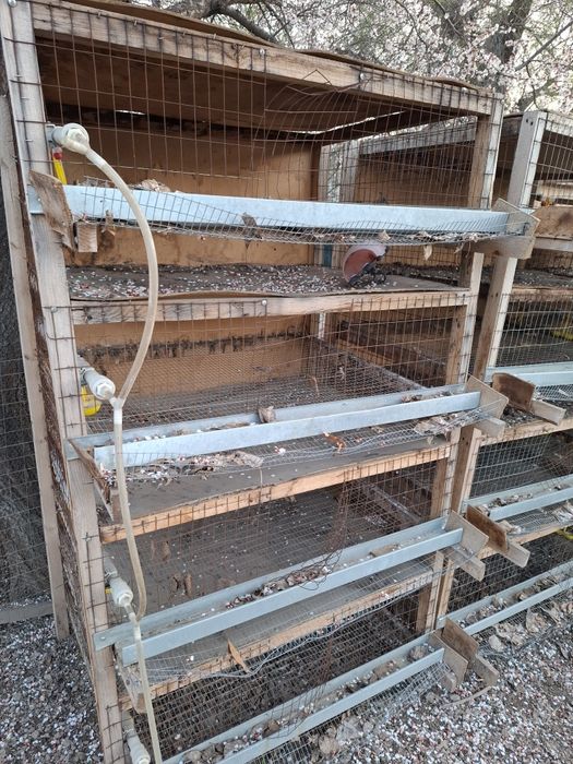 Клетка для перепелов